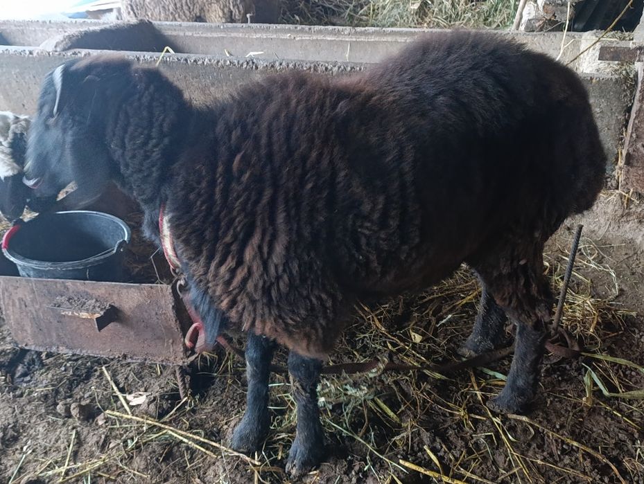 Qo'chqorlar sotiladi