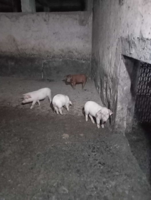 Продавам прасенца