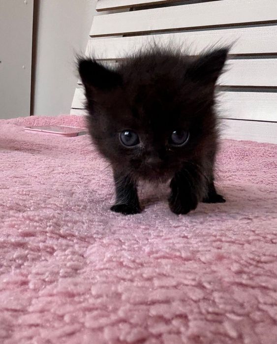 Срочно отдам котенок!