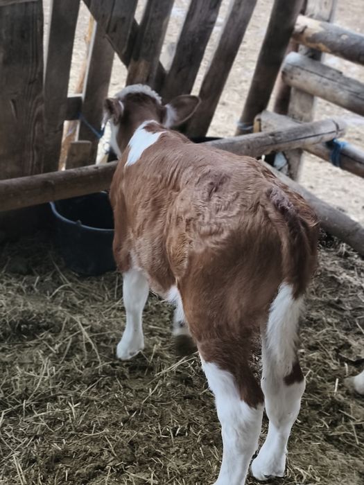 Vind vitei mascul și femelă