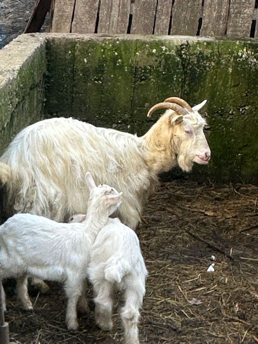 Vand capra cu doi iezi