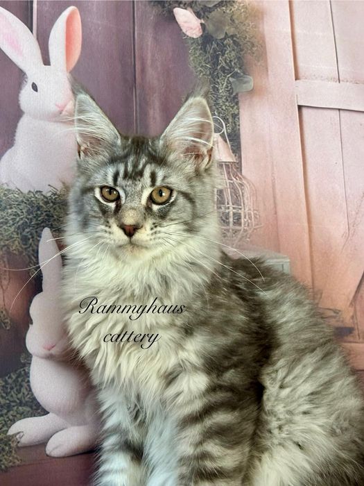 Felisa autorizata WCF, vinde pisoi cu pedigree, rasa Maine coon