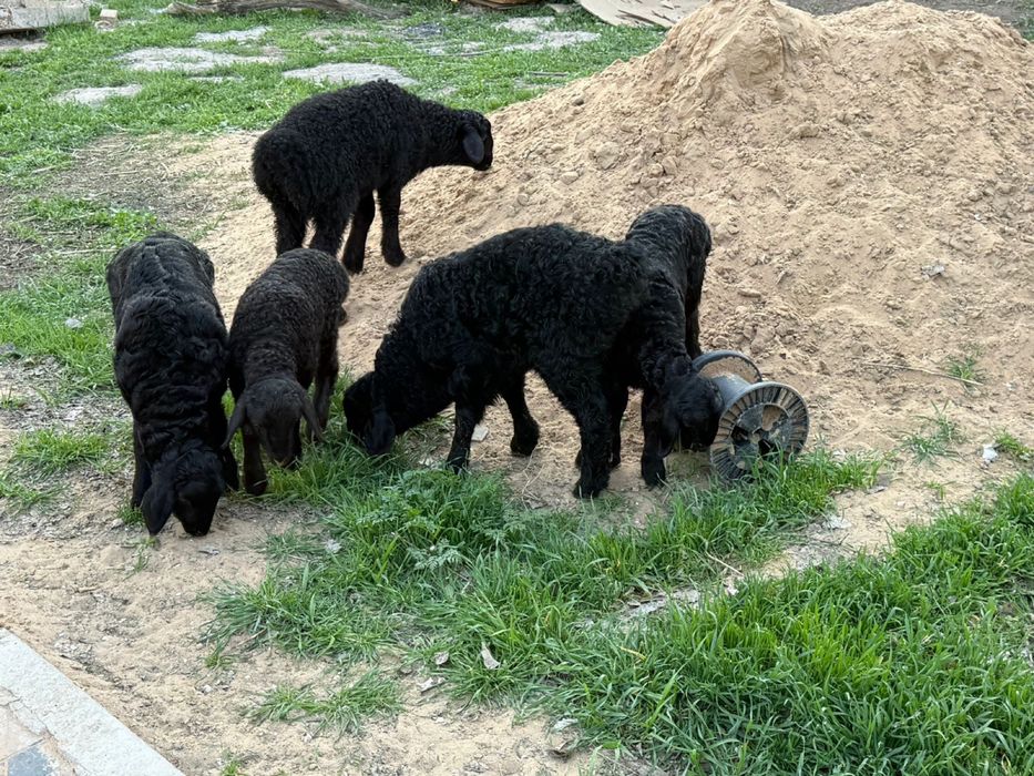 Продается бараны с ягненком