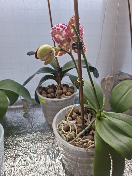 Продаётся орхидея Дикий кот