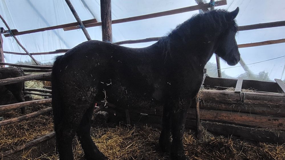 Vând mânz negru greu