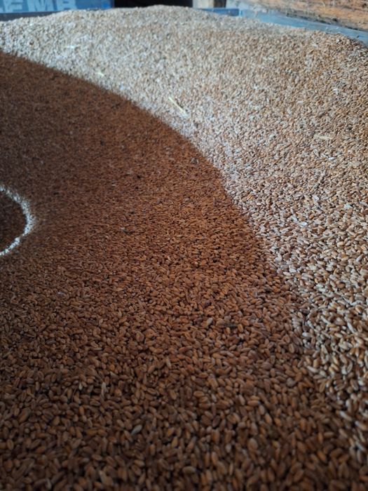 Vând cereale grâu orz triticale si porumb