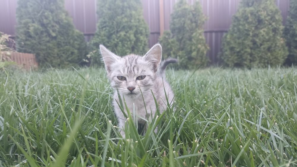 Отдам котят в хорошие руки