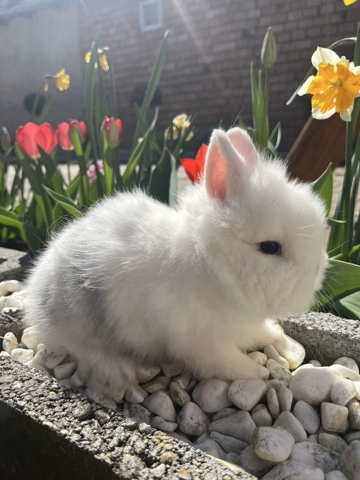 Iepurasi pitici cap de leu