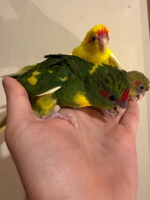 Ручной попугай какарик