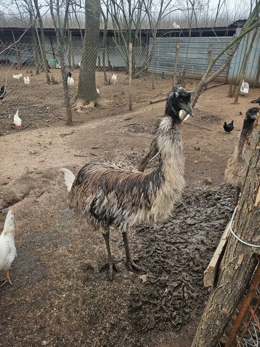 Ему - 4 бебетата и две големи