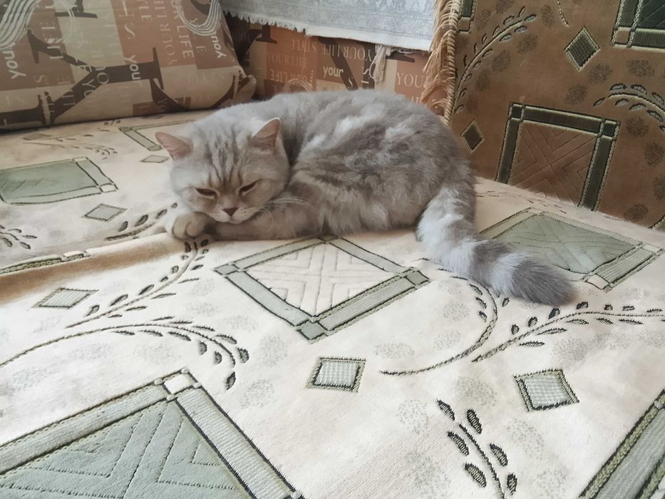 Кошечка ищет домик