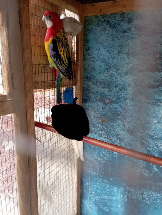 Кушлар сотилади 4жуфт