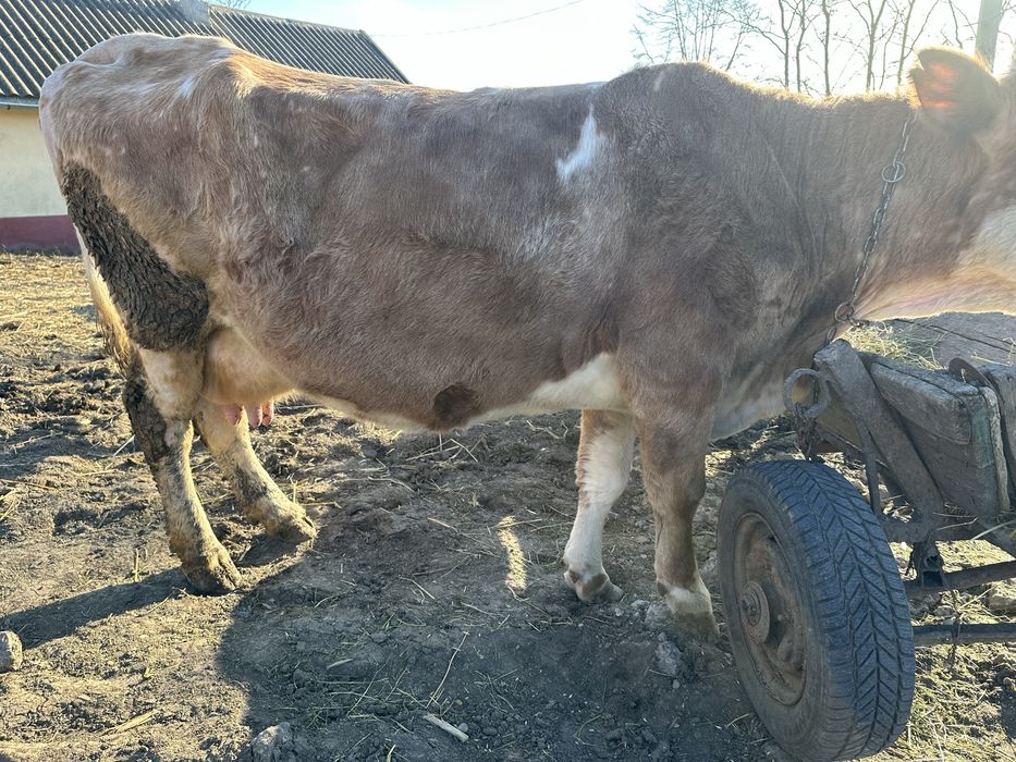Vand vaca gestanta in 7 luni si se mulge