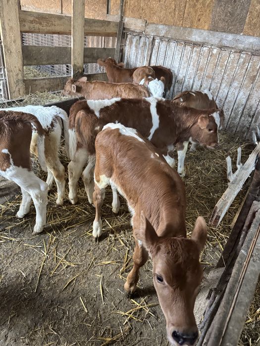 Taurasi si vitele de vanzare