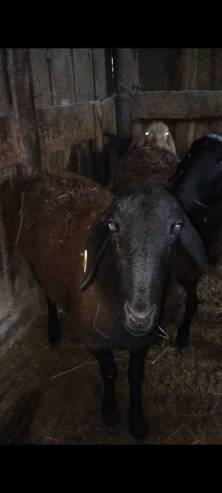 Продам баран гисар маладых