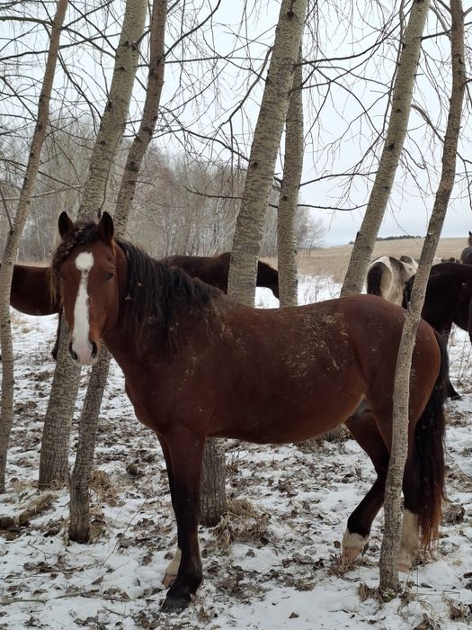Продам жеребца верховного.