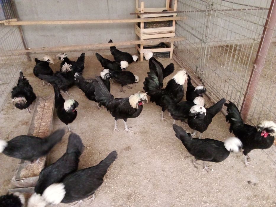 Pui si oua gaini de rasa