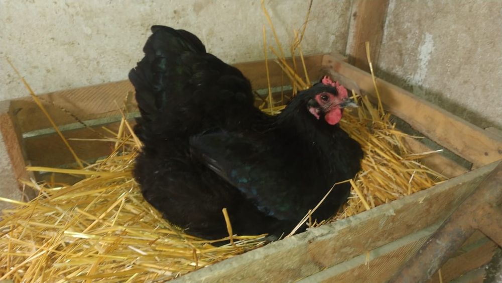 Австралоп яйца 500тг