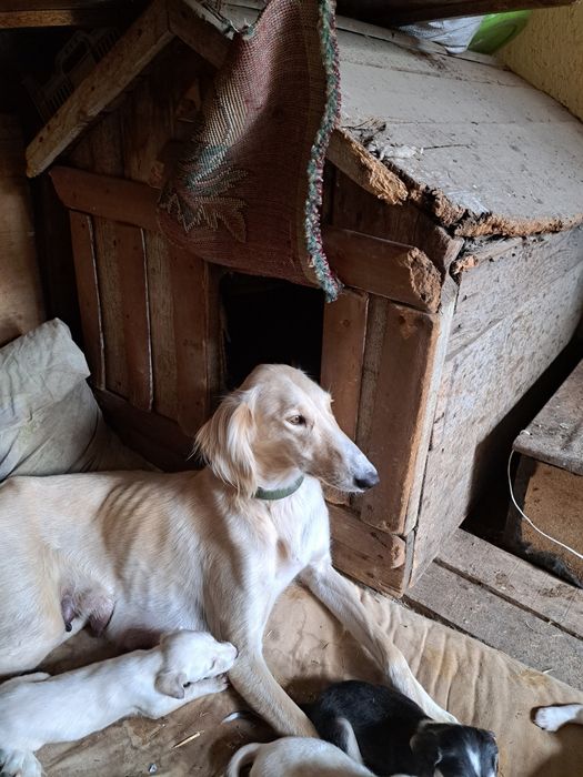 Тазы иттер сатылады