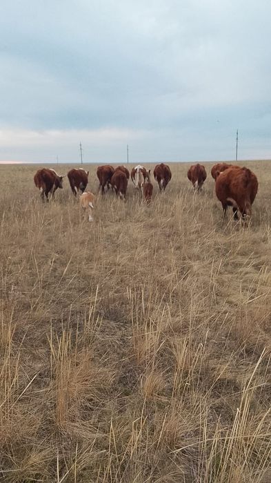 Продам  Каров с телятами .