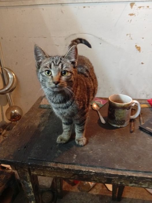 Котята ищут дом и добрых хозяев