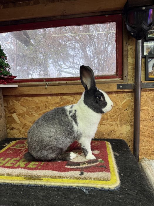 Vand iepuri hycole francez