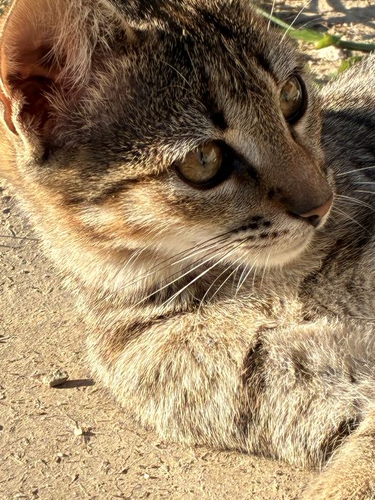 Pisicutele Mara si Sara cauta familie iubitoare