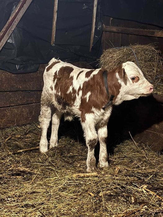 VIȚEL ,rasa balțată,7 zile