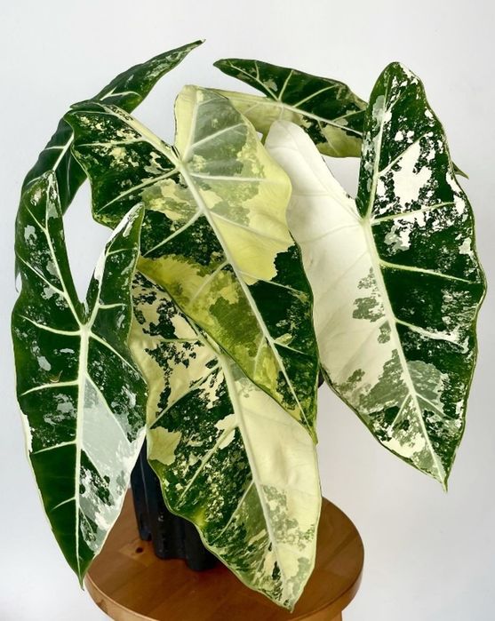 Plante exotice ( Alocasia frydek variegata)