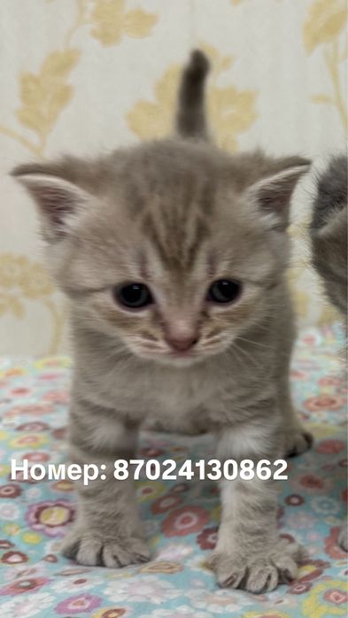 Продаётся мальчик Скотиш Страйт