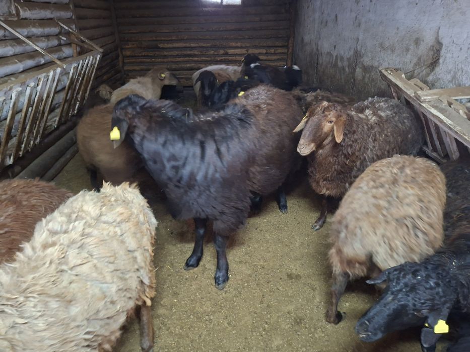 Продам кошкара чистый едельбайские