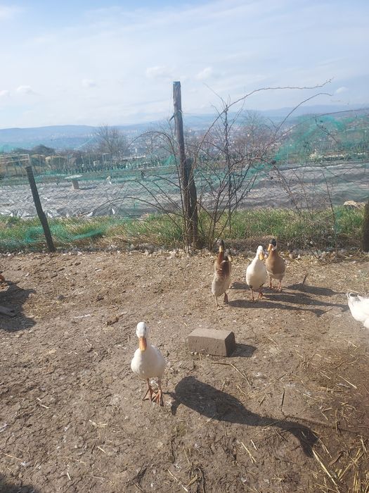 Ratoi indiana alergatoare