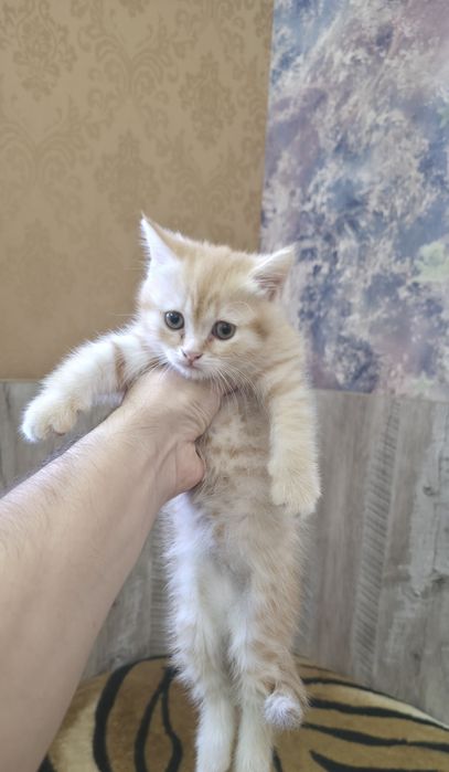 Шотландский скотиш страйт