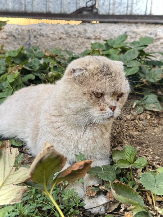 Отдам кота, кот ищет дом, мальчик. Астана
