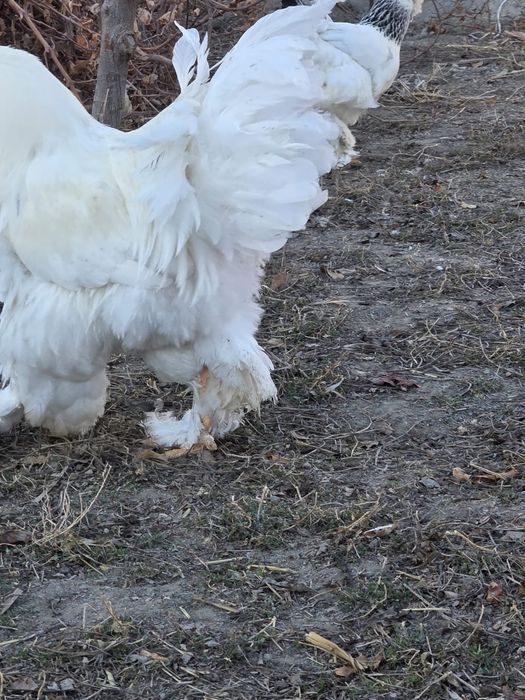 Брама белый гигант хурозла сотилади