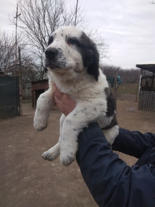 Femelă de Asia Centrala