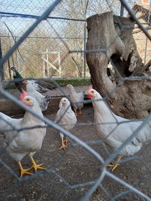 Găini și cocos italiana perlata, marans , găini pitice
