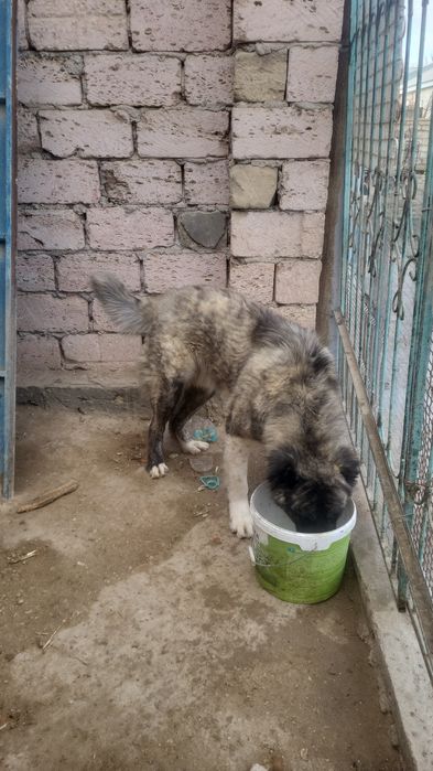 Алабай бір жылдық