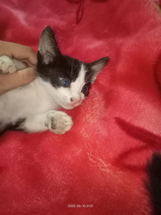 Отдам даром милых котят