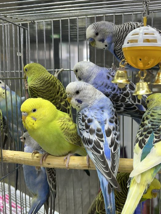 Волнистые попугаи