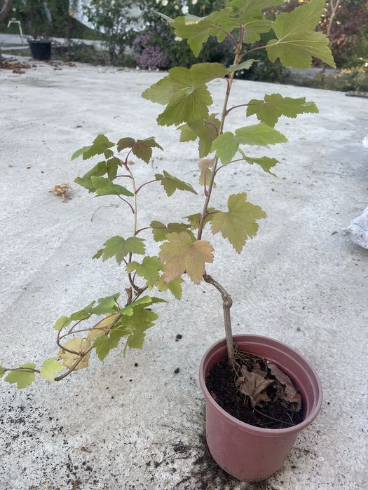 Саженцы красной и черной смородины