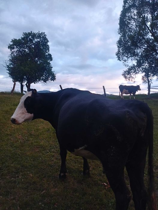 Vaci gestante de vânzare