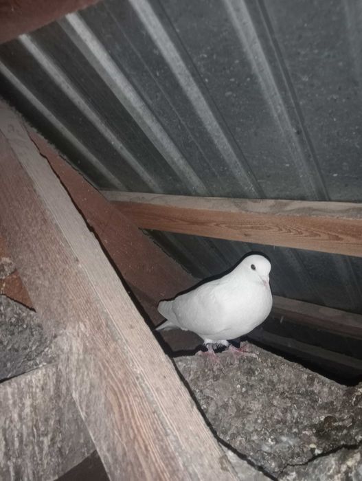 Голуби бакинцы белые