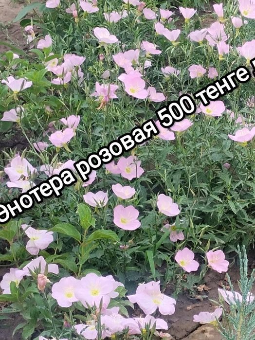 Продам Цветы садовые