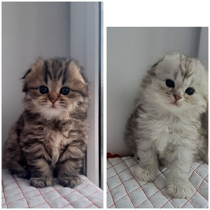 Шотландские котята