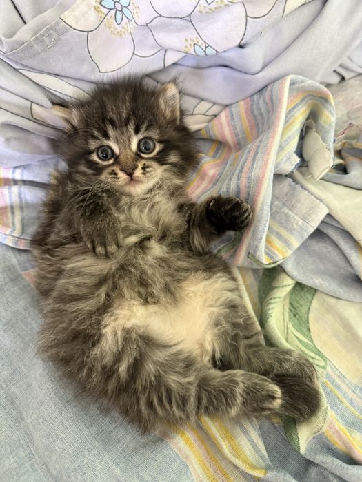 Котята мысықтар