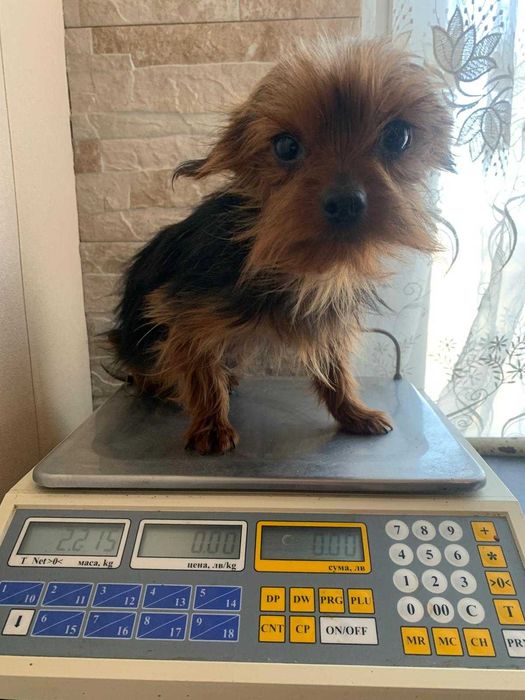 продавам мъжки йоркшир териери