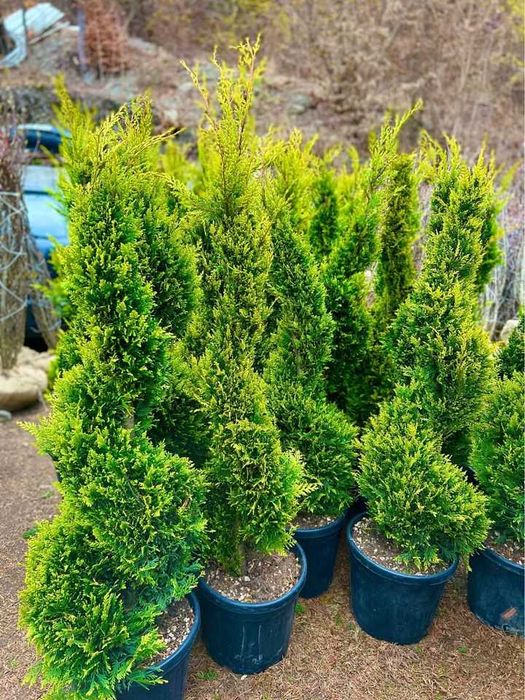 Tuia,lilandi,tei,mesteacăn,pawlonia,arțar,potinia,laur englezesc