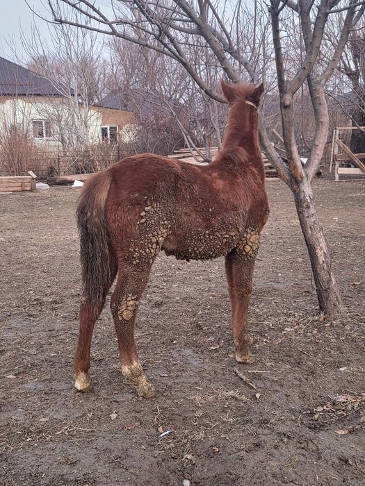 Жабагы сатылады.