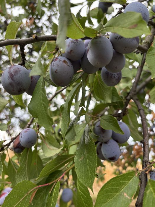 Vand prune pentru tuica